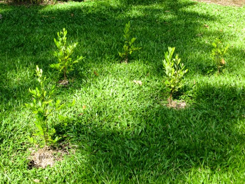 Coca plants - Sugar Cane Museum