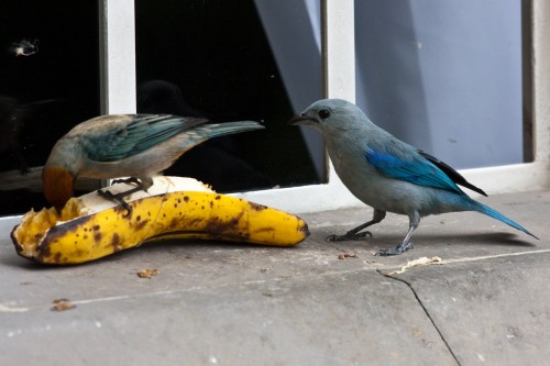 Birds finishing off an old banana