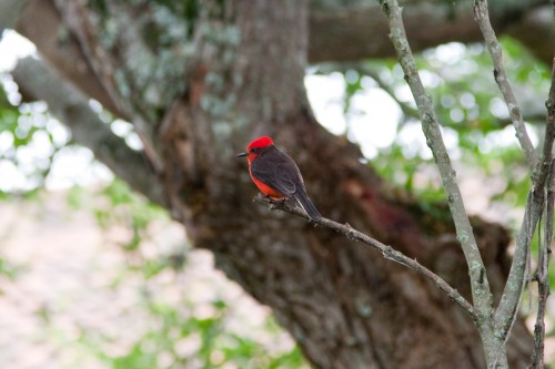 A colourful bird comes to visit the courtyard