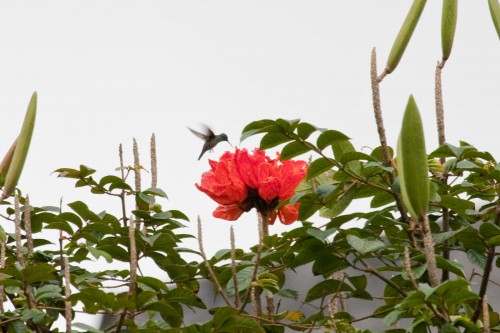 Hummingbird hovering