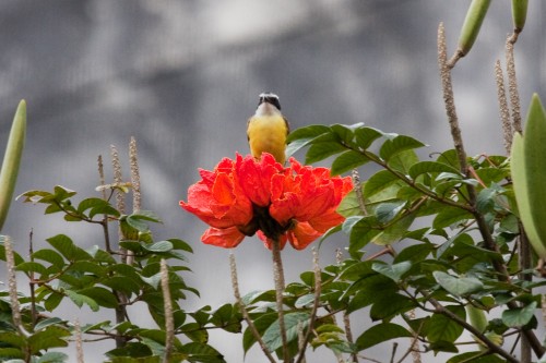 Bird on a flower (species unknown)