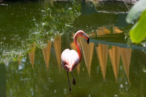 Flamingo