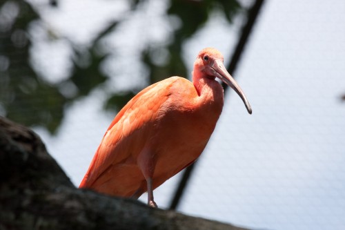 Scarlet Ibis