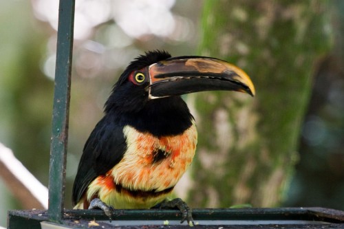 Stripe-billed Aracari 