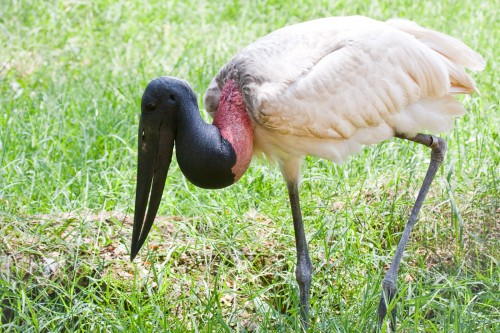 Jabiru (a real Jabiru, unlike the Asian Black-necked Stork which we call Jabiru in Australia)