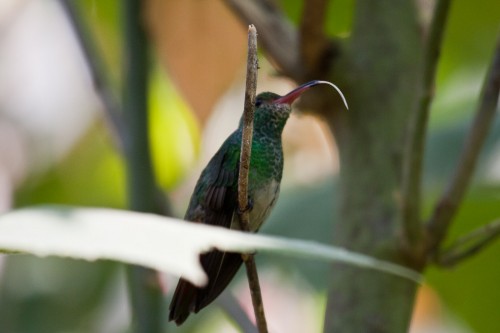 Hummingbird poking his tongue out