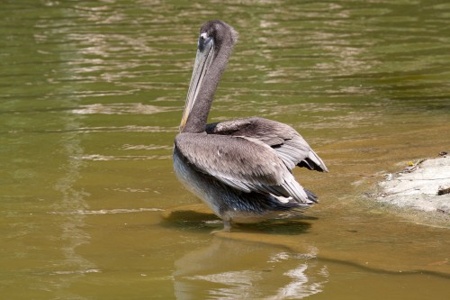 Pelican