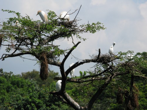 Egrets nesting