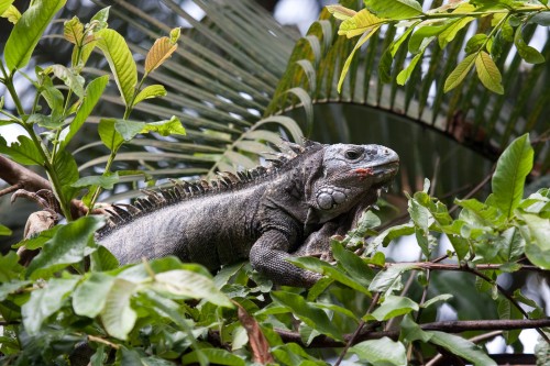 Lizard up a tree