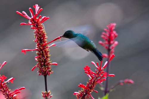 Hummingbird (wild)