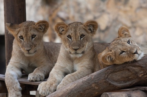 Lion cubs at Cali Zoo