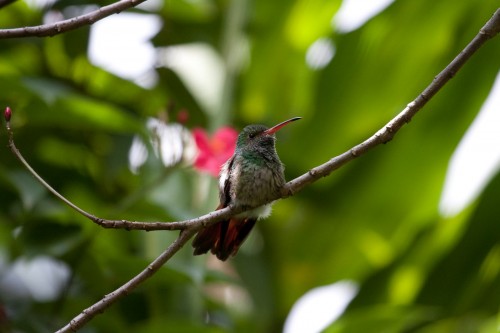 Hummingbird in the butterfly house