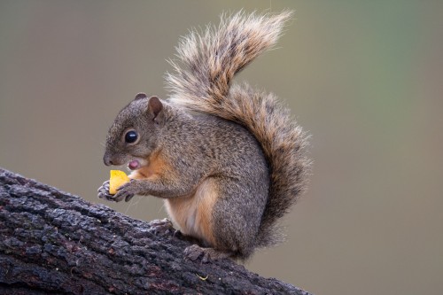 Squirrel about to take a bite