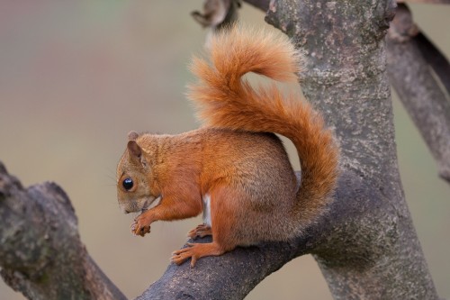 Squirrel