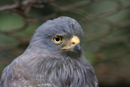 Roadside Hawk