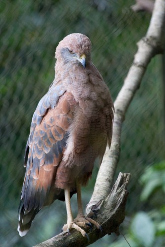 Bird of prey (unknown species)