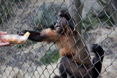 Variegated spider monkey taking fruit from a bowl