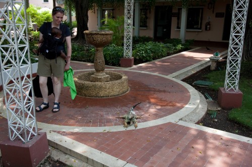 Leanne and Andres say hello to the resident Iguana