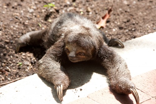 Resident three-toed sloth at Hotel Caribe