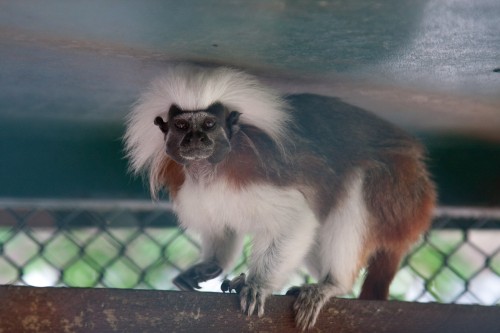 The resident Tamarin - Hotel Caribe