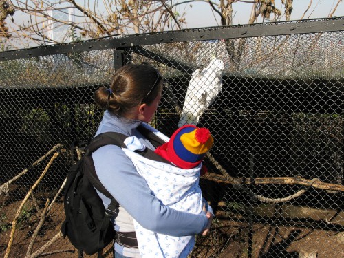 Leanne and Andres say hello to a Sulphur Crested Cockatoo