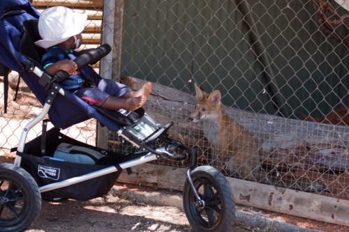 Andres says hello to a fox at Bredl's Reptile Park