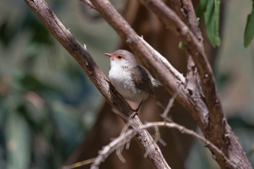 Superb Fairy Wren (Female) - Laratinga Wetland