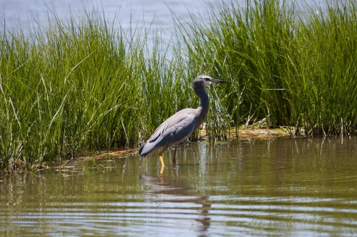 White Faced Heron - Laratinga Wetland