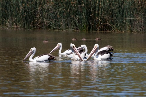 Pelicans - Laratinga Wetland