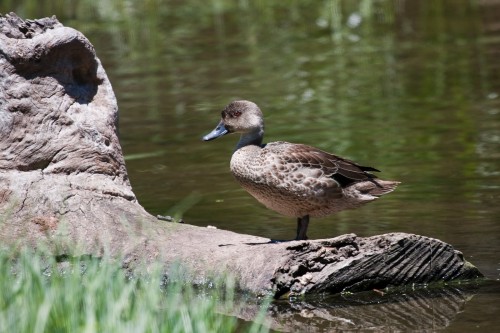 Chestnut Teal (?) - Laratinga Wetland