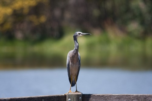 White Faced Heron - Laratinga Wetland